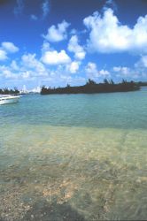Mangrove islands grow in the channel between Miami and Key Biscayne Image