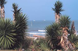 Palmetto trees (Sabal palmetto) along the Atlantic Ocean Image
