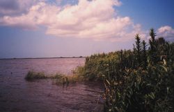 Fringing marsh along a small bay outside west levee of lower Mississippi River. Image