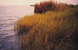 Fringing marsh along a small bay outside west levee of lower Mississippi River. Image