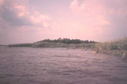 Marsh surrounding tree-covered hummock Image