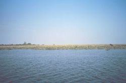 Marshland Image