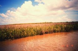 Marsh along a pond Image