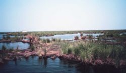 Deteriorating marsh - ponds increase in size as marsh disappears. Image