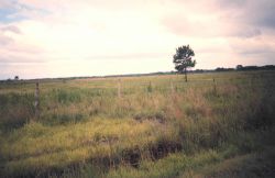 Marsh land that has been converted to pasture by cutting canals, building levees , and pumping out water Image
