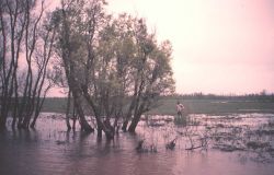 Marsh area with willow trees adjacent to lower Atchafalaya River Image