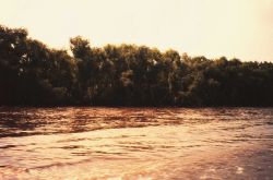 Mississippi River levee viewed from river Image