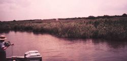 Fresh water marsh adjacent to Gulf Intracoastal Waterway Image