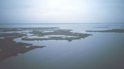 Eroding marsh peninsula between Bayous Perot and Rigolettes Image