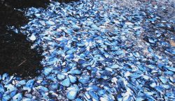 Mussel shells and seaweed on a Maine beach. Image