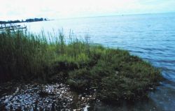 Grass, shells and docks along Tilghman Island. Image