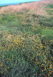 Flowers, grasses, and sea oats at the south end of Tilghman Island. Image