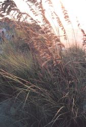 Sea oats in the morning sun Image