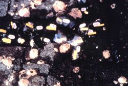 Mussel study area Image