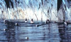 A pod of sea otters Image