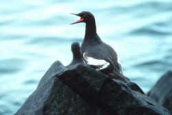 Marine bird squawking Image