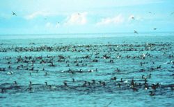 Marine birds feeding Image