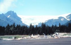 Driftwood, tree line, mountains and glacier Image