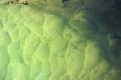 Giant sandwaves as seen from NOAA helicopter during SHOALS Lidar survey. Image