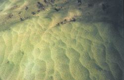 Giant sandwaves as seen from NOAA helicopter during SHOALS Lidar Image