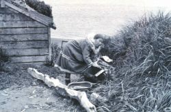 Eskimo woman stringing fish to dry Image