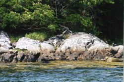 Pillow basalts indicating location of former oceanic spreading center. Image