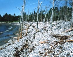 Mosquito Cove cobble beach showing progressive landward migration of shoreline. Image
