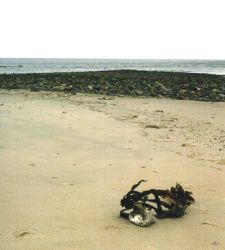 Glacial cobble returned to land as kelp ripped out during storm and carried the cobble back to shore. Image