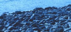 Detail of cobble beach at Odiorne Point State Park. Image
