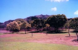 In the crater at Diamond Head State Park. Image