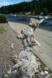 Gig Harbor as seen over burled cedar driftwood. Image