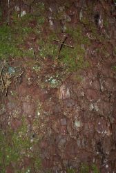 Moss on a coniferous tree on the Oregon coast. Image