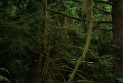 Moss covered trees along the Oregon coast. Image