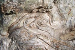 Driftwood patterns Image