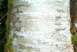 Eighteen-inch diameter alder tree Image