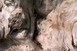 Driftwood patterns Image