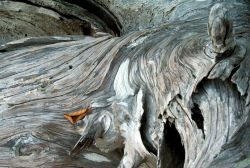 Driftwood at Gig Harbor. Image