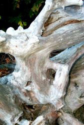 Driftwood at Gig Harbor. Image