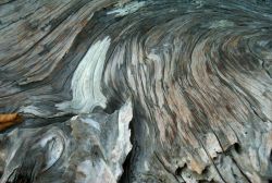 Driftwood at Gig Harbor. Image