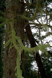 Moss on fir tree at Fort Clatsop National Memorial. Image