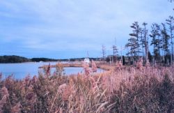 Marsh area behind Point Lookout State Park. Image