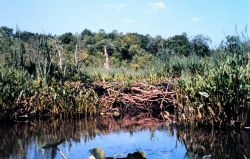 Pickerel weed growing in front of beaver dam at the head of Black Swamp Creek. Image