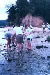 Efforts to preserve shoreline along the Severn River include replanting of marsh grass. Image