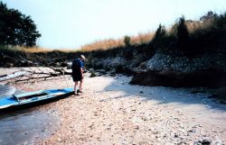 Eroded cliffs along the Tred Avon River reveal buried piles of oyster shells. Image