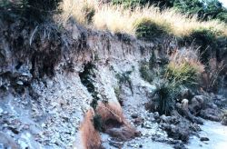 Eroded cliffs along the Tred Avon River reveal buried piles of oyster shells. Image