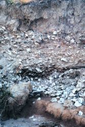 Eroded cliffs along the Tred Avon River reveal buried piles of oyster shells. Image