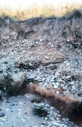 Eroded cliffs along the Tred Avon River reveal buried piles of oyster shells. Image