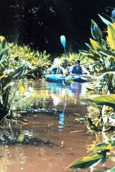 National Oceanographic Data Center employees up a creek - kayaking along the Patuxent River. Image