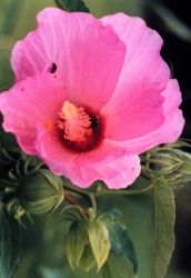 A pink marsh hibiscus flower. Image