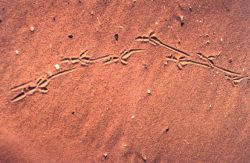 Footprints in the sand. Image
